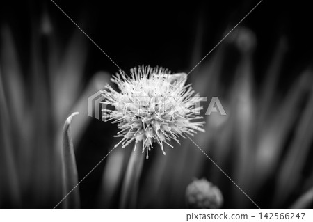 A Monochrome World ~Onion Flower~ A Monochrome World ~Onion Flower~ 142566247