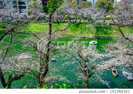 東京千鳥淵,櫻花盛開,從北之丸公園眺望 東京千鳥淵,櫻花盛開,從北之丸公園眺望 142566301
