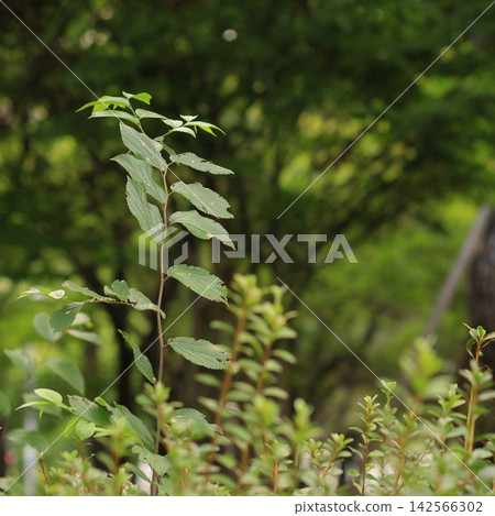 Young Sapling Surrounded by Green Forest Plants 142566302