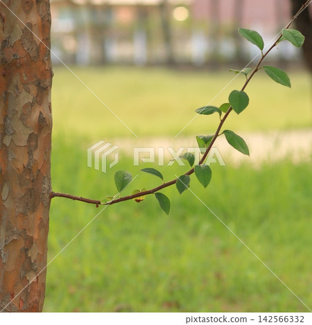 Leafy Branch Extending from Tree Trunk with Green Background Leafy Branch Extending from Tree Trunk with Green Background 142566332