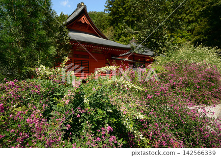 栃木縣鹿沼市的常樂寺:初秋時節,紅白相間的灌木三葉草花和朱紅色的寺廟建築格外引人注目。 栃木縣鹿沼市的常樂寺:初秋時節,紅白相間的灌木三葉草花和朱紅色的寺廟建築格外引人注目。 142566339