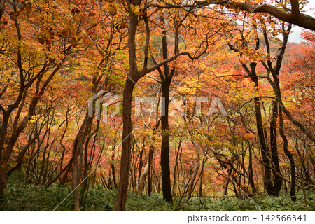 踏入栃木縣日光市月山森林,這座山是栃木縣百名山之一,您將被絢麗多彩的秋葉所包圍。 踏入栃木縣日光市月山森林,這座山是栃木縣百名山之一,您將被絢麗多彩的秋葉所包圍。 142566341