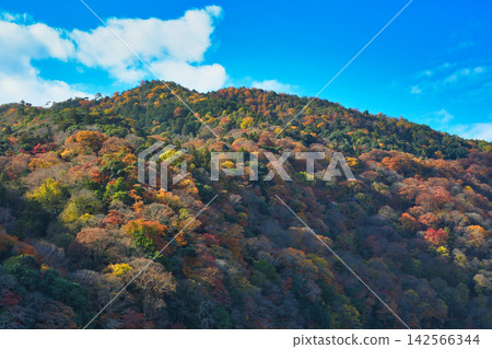 京都嵐山:美麗的秋葉(京都府京都市右京區) 京都嵐山:美麗的秋葉(京都府京都市右京區) 142566344