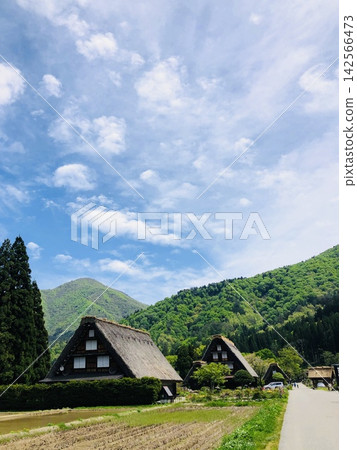 白川鄉綠樹成蔭,合掌造房屋林立:世界遺產 白川鄉綠樹成蔭,合掌造房屋林立:世界遺產 142566473