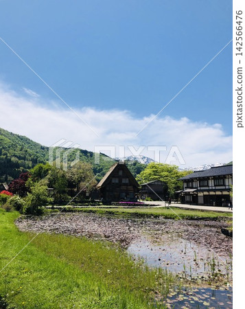 白川鄉,一個茅草屋頂的村莊,還有它的池塘-世界遺產 白川鄉,一個茅草屋頂的村莊,還有它的池塘-世界遺產 142566476