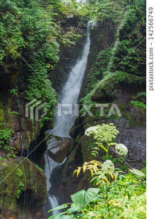 群馬縣水上町紀之澤大澤瀑布的陽光 群馬縣水上町紀之澤大澤瀑布的陽光 142566749