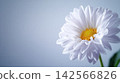 A detailed closeup photograph capturing a single flower out of focus with a soft white background in bright daylight 142566826