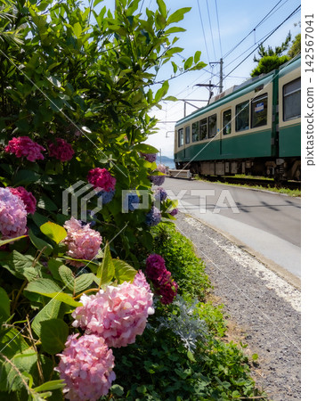 江之電列車及沿途繡球花盛開的風景 江之電列車及沿途繡球花盛開的風景 142567041