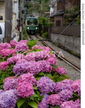 江之電列車及沿途繡球花盛開的風景 江之電列車及沿途繡球花盛開的風景 142567050
