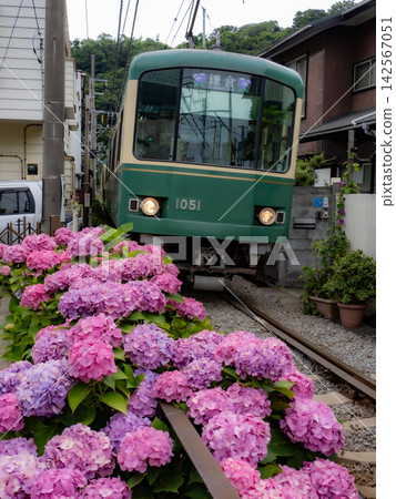 江之電列車及沿途繡球花盛開的風景 江之電列車及沿途繡球花盛開的風景 142567051