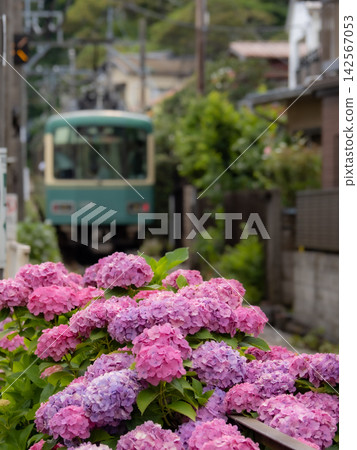 江之電列車及沿途繡球花盛開的風景 江之電列車及沿途繡球花盛開的風景 142567053