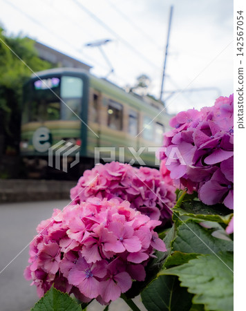 江之電列車及沿途繡球花盛開的風景 江之電列車及沿途繡球花盛開的風景 142567054