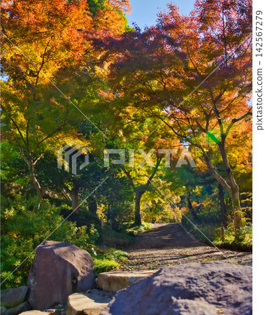 A famous spot for autumn foliage: Shorinzan Daruma-ji Temple (Takasaki City, Gunma Prefecture) A famous spot for autumn foliage: Shorinzan Daruma-ji Temple (Takasaki City, Gunma Prefecture) 142567279