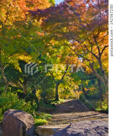 A famous spot for autumn foliage: Shorinzan Daruma-ji Temple (Takasaki City, Gunma Prefecture) A famous spot for autumn foliage: Shorinzan Daruma-ji Temple (Takasaki City, Gunma Prefecture) 142567280