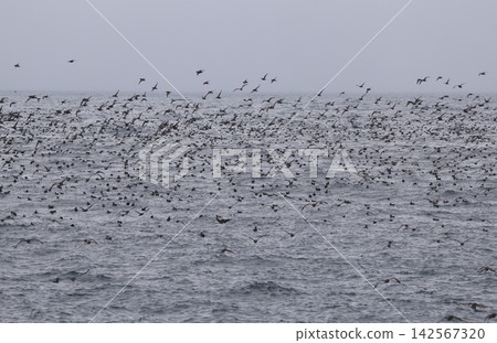 A large flock of slender-billed shearwaters in flight A large flock of slender-billed shearwaters in flight 142567320