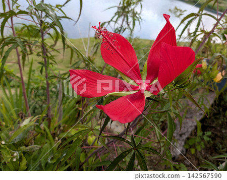 河岸邊,紅楓葉芙蓉花競相綻放,艷麗奪目。 河岸邊,紅楓葉芙蓉花競相綻放,艷麗奪目。 142567590
