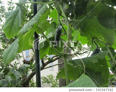 胡椒在廚房花園裡 胡椒在廚房花園裡 142567592