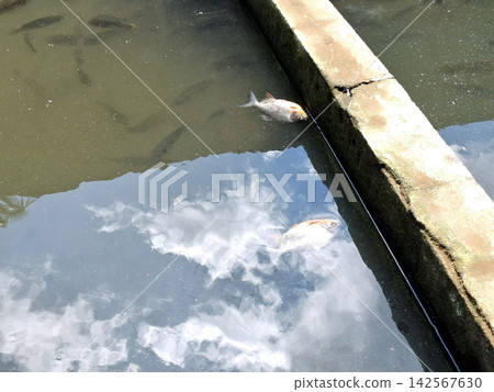 Dead fish floating on surface of polluted pond water with sky reflection in concrete tank. 142567630