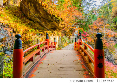 在一個晴朗的秋日清晨,正值秋葉最盛之時,在榛名神社,神聖的橋樑和前方的石徑被絢麗的秋葉環繞,景色美不勝收。 在一個晴朗的秋日清晨,正值秋葉最盛之時,在榛名神社,神聖的橋樑和前方的石徑被絢麗的秋葉環繞,景色美不勝收。 142567632