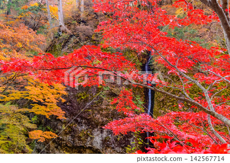 On a clear autumn morning, the Heishi Falls can be seen from the approach to Haruna Shrine, with the vibrant red autumn leaves in the foreground. On a clear autumn morning, the Heishi Falls can be seen from the approach to Haruna Shrine, with the vibrant red autumn leaves in the foreground. 142567714