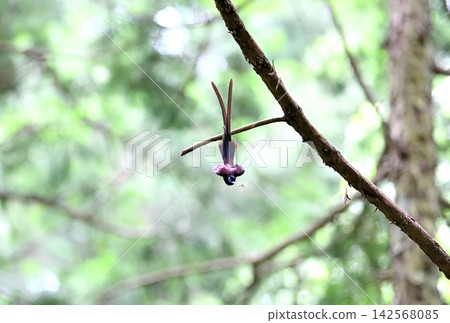 A male Japanese Paradise Flycatcher chasing an insect in flight. A male Japanese Paradise Flycatcher chasing an insect in flight. 142568085