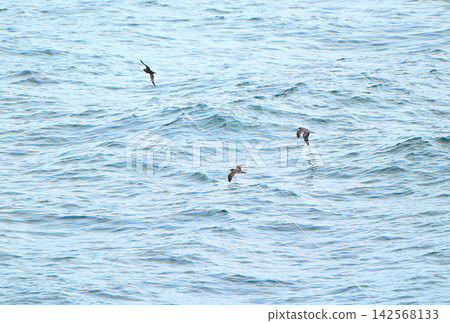 Flocks of streaked shearwaters and slender-billed shearwaters flying over the Pacific Ocean. 142568133