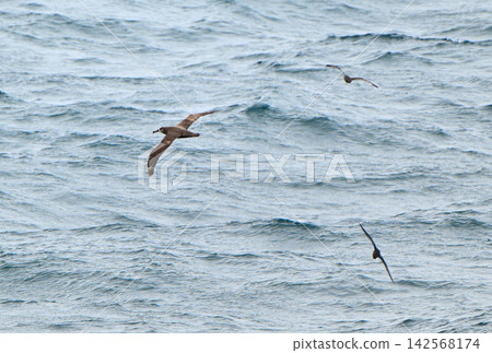 Black-footed albatrosses and slender-billed shearwaters flying over the Pacific Ocean Black-footed albatrosses and slender-billed shearwaters flying over the Pacific Ocean 142568174