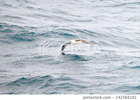 Laysan albatrosses flying over the Pacific Ocean 142568181