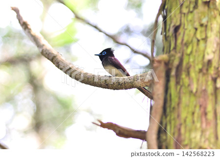 A male Japanese Paradise Flycatcher perched on a tree branch. A male Japanese Paradise Flycatcher perched on a tree branch. 142568223