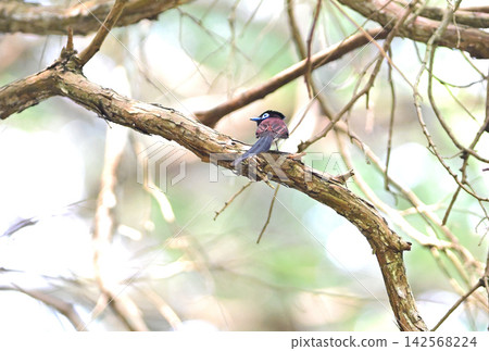 A male Japanese Paradise Flycatcher perched on a tree branch. A male Japanese Paradise Flycatcher perched on a tree branch. 142568224