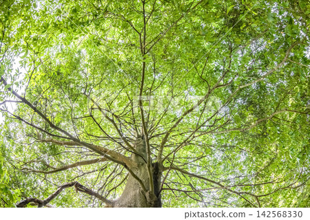 Forest bathing and environmental imagery while gazing up at the fresh greenery of Lake Miyagase Forest bathing and environmental imagery while gazing up at the fresh greenery of Lake Miyagase 142568330
