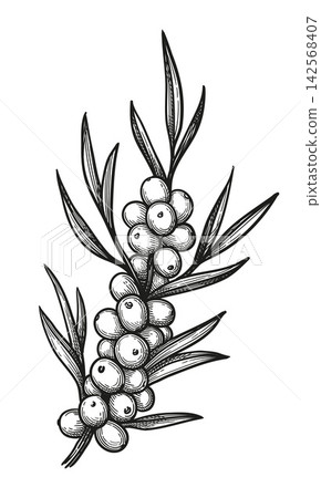 Sea buckthorn branch. Hand-drawn ink sketch. Sea buckthorn branch. Hand-drawn ink sketch. 142568407