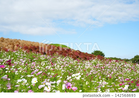 日立海濱公園的波斯菊田、掃帚草山丘和秋天天空 日立海濱公園的波斯菊田、掃帚草山丘和秋天天空 142568693
