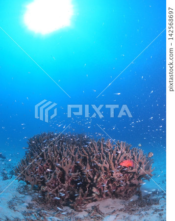 Small fish swarming around branching coral in Ishigaki Island, bathed in sunlight. Small fish swarming around branching coral in Ishigaki Island, bathed in sunlight. 142568697