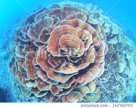 Coral reefs of Iriomote Island swirl like rose blossoms Coral reefs of Iriomote Island swirl like rose blossoms 142568703