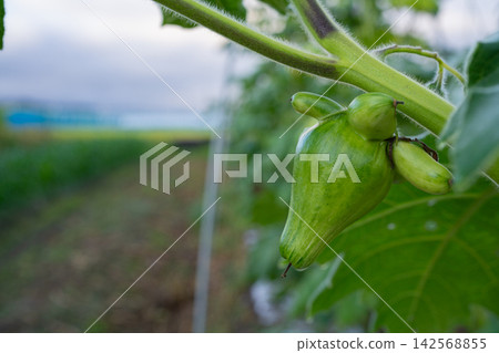 Unripe foxface fruit growing by the side of a farm road Unripe foxface fruit growing by the side of a farm road 142568855