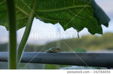 A Japanese tree frog perched on a pipe under a large leaf. 142568856