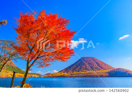 On a clear autumn morning, Mount Haruna, completely covered in autumn foliage, can be seen from the Haruna Lake scenic road, through the trees with their rounded, colorful leaves. On a clear autumn morning, Mount Haruna, completely covered in autumn foliage, can be seen from the Haruna Lake scenic road, through the trees with their rounded, colorful leaves. 142568902