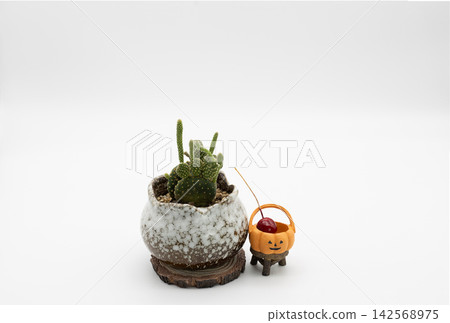 白色花盆裡種植著迷你仙人掌和南瓜 142568975
