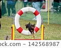 Dog, Dog Sports, Agility, Tires 142568987