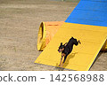 Dogs, Dog Sports, Agility 142568988