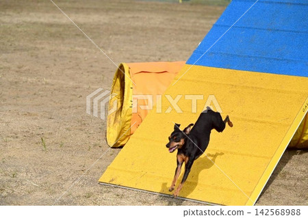 狗、犬類運動、敏捷性 狗、犬類運動、敏捷性 142568988