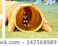 Dog, Dog Sports, Agility, Tunnel 142568989
