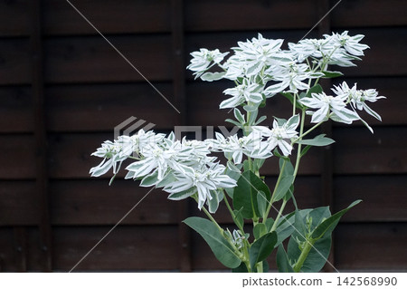 In August, the leaves of the snow-covered grass turn white, creating a cool and beautiful leafy plant. In August, the leaves of the snow-covered grass turn white, creating a cool and beautiful leafy plant. 142568990