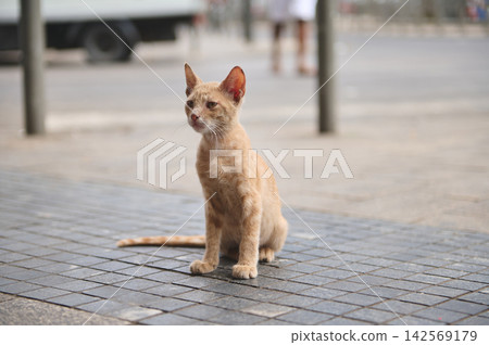 Stray ginger cat sitting on tiled street in Casablanca, Morocco urban scene Stray ginger cat sitting on tiled street in Casablanca, Morocco urban scene 142569179