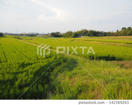 Nostalgic landscape Nostalgic landscape 142569263