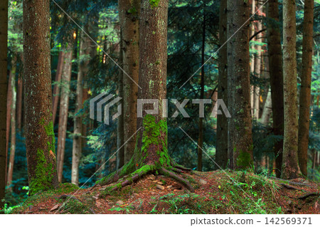 Deep pine forest with mossy tree trunks and exposed roots on the forest floor Deep pine forest with mossy tree trunks and exposed roots on the forest floor 142569371