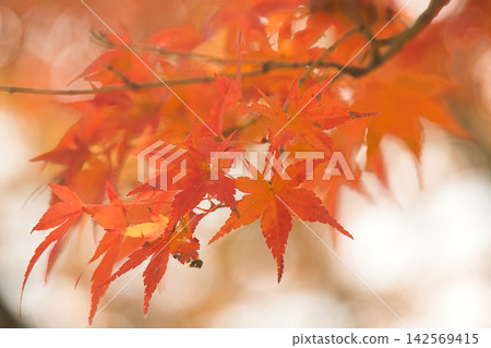 Close-up of colorful maple leaves Close-up of colorful maple leaves 142569415