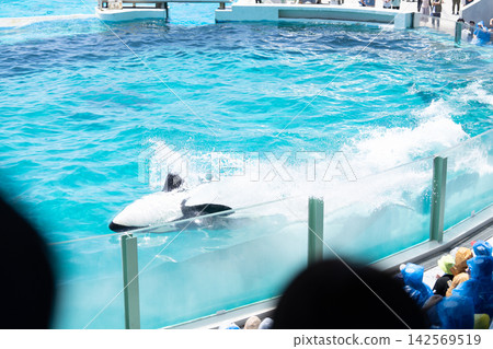 Kamogawa Sea World Orca Show Kamogawa Sea World Orca Show 142569519