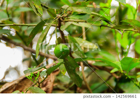Green lime tree in the orchard Green lime tree in the orchard 142569661
